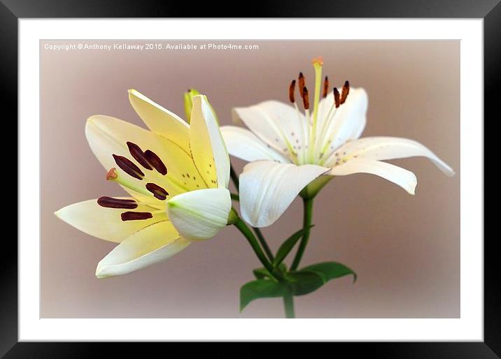 LILIES Framed Mounted Print by Anthony Kellaway