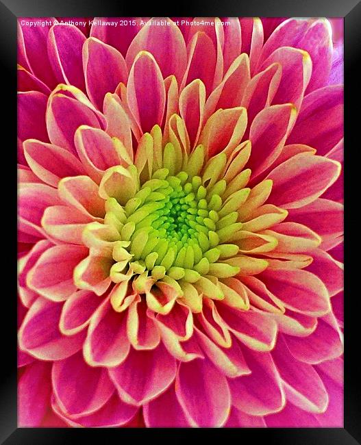  Chrysanthemum Framed Print by Anthony Kellaway