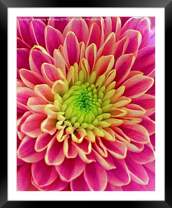  Chrysanthemum Framed Mounted Print by Anthony Kellaway