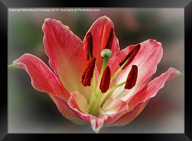  LILY Framed Print by Anthony Kellaway
