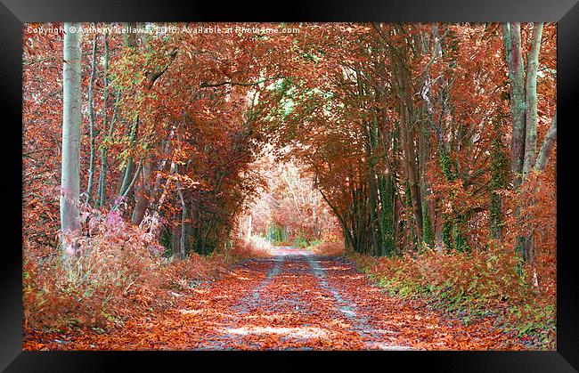  AUTUMN COLOURS Framed Print by Anthony Kellaway