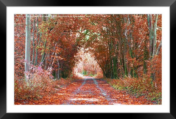  AUTUMN COLOURS Framed Mounted Print by Anthony Kellaway