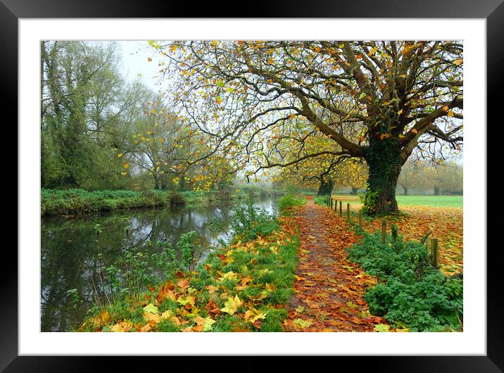     ITCHEN NAVIGATION IN AUTUMN                    Framed Mounted Print by Anthony Kellaway