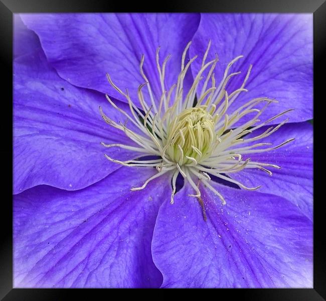                CLEMATIS                 Framed Print by Anthony Kellaway