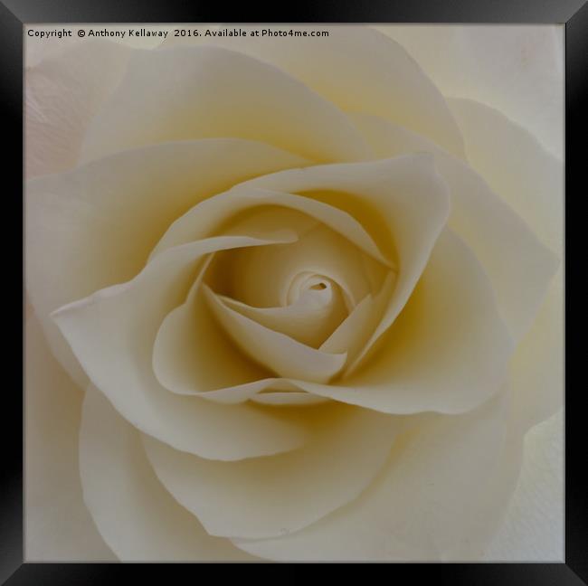    WHITE ROSE                             Framed Print by Anthony Kellaway