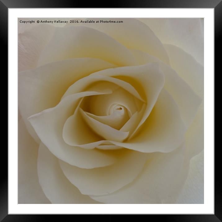    WHITE ROSE                             Framed Mounted Print by Anthony Kellaway