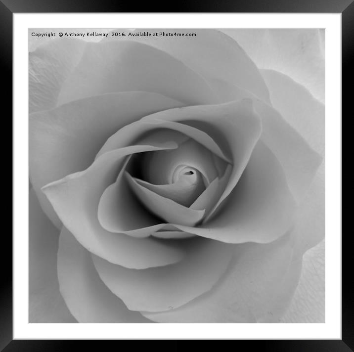      White rose                  Framed Mounted Print by Anthony Kellaway