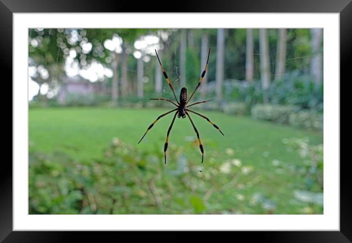  Golden silk orb-weaver spider Framed Mounted Print by Anthony Kellaway