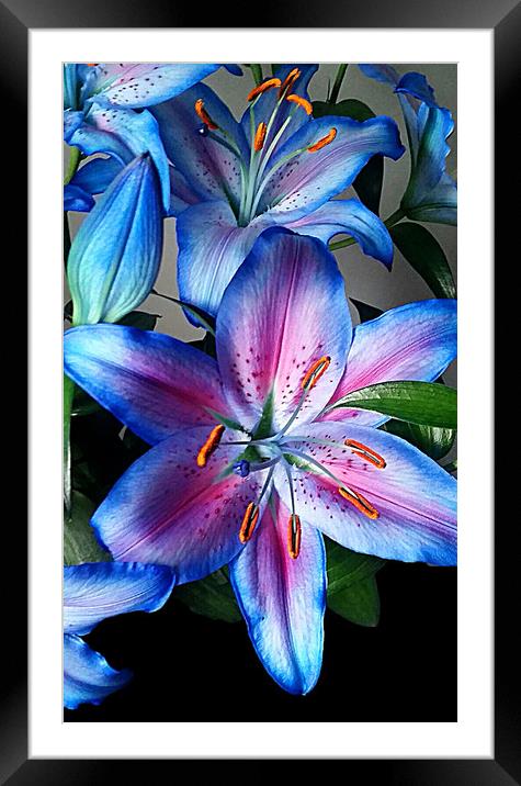 Lilies Framed Mounted Print by Anthony Kellaway