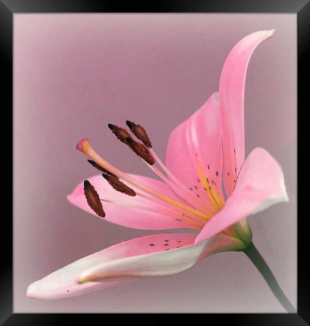              PINK LILY                   Framed Print by Anthony Kellaway