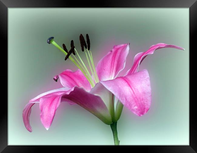            PINK  LILY                   Framed Print by Anthony Kellaway