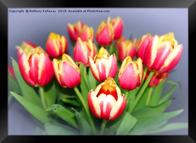 Spring Tulips                  Framed Print by Anthony Kellaway