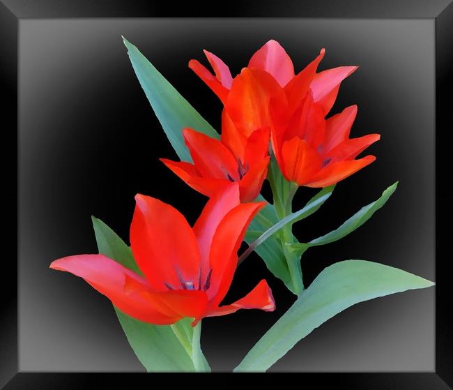     Tulips                            Framed Print by Anthony Kellaway