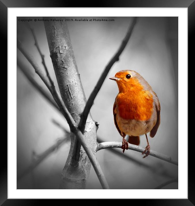 Robin in a tree Framed Mounted Print by Anthony Kellaway