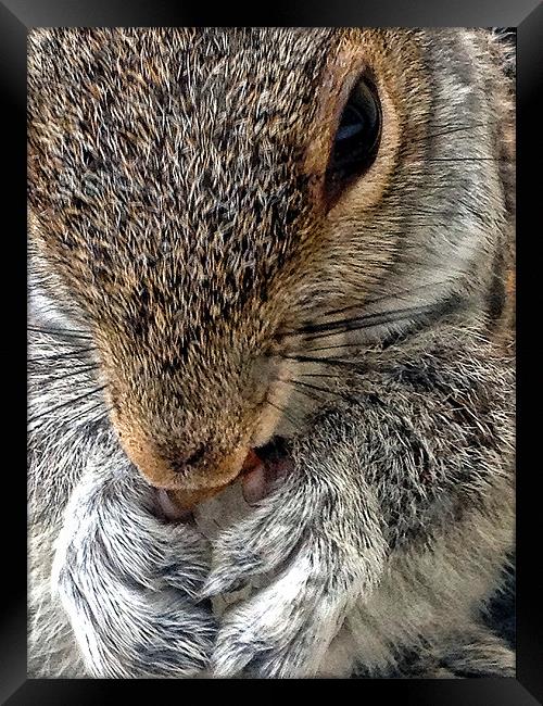 Squirrel Framed Print by Jake Davis