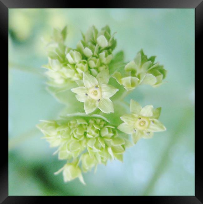 Scottish wildflower Lady's Mantle Framed Print by Jo Smith