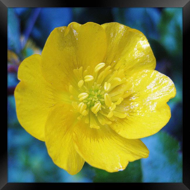 Scottish wildflower - Buttercup Framed Print by Jo Smith