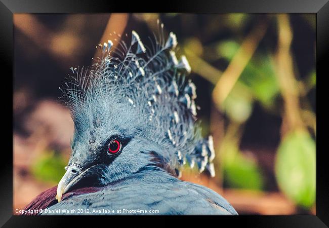 Southern Crowned Pigeon Framed Print by Daniel Walsh
