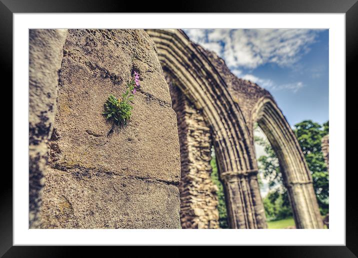 Clinging on Inchmahome Priory Framed Mounted Print by Daniel Walsh