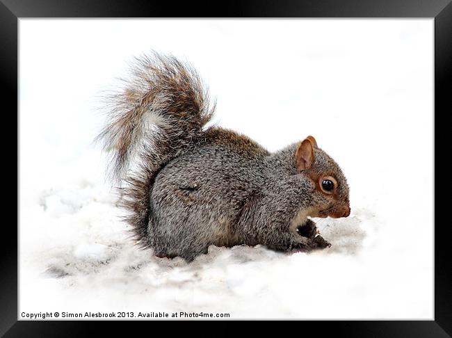 Grey Squirrel Framed Print by Simon Alesbrook