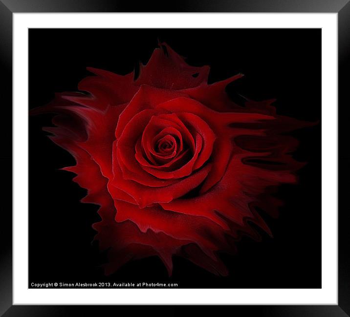 Liquid Rose Framed Mounted Print by Simon Alesbrook