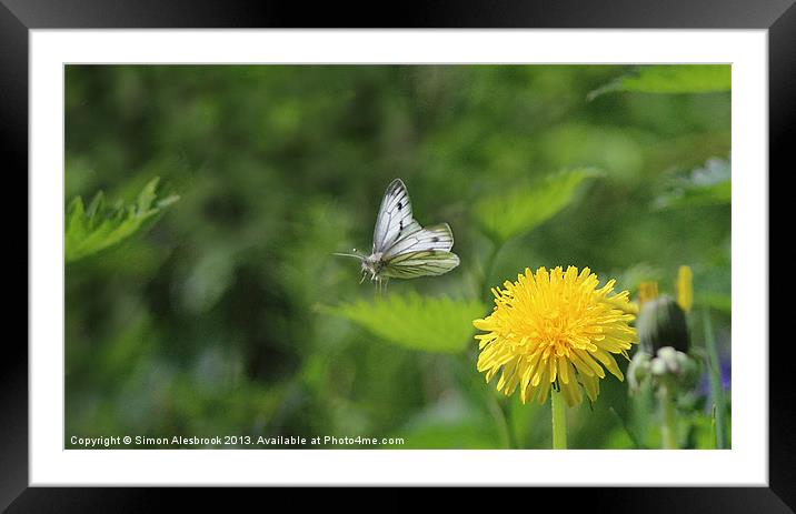 Butterfly in flight Framed Mounted Print by Simon Alesbrook