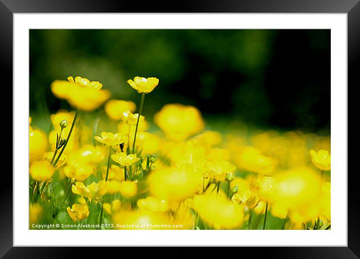 Buttercups Framed Mounted Print by Simon Alesbrook