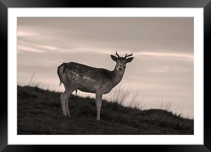 Deer at Dusk Framed Mounted Print by Simon Alesbrook