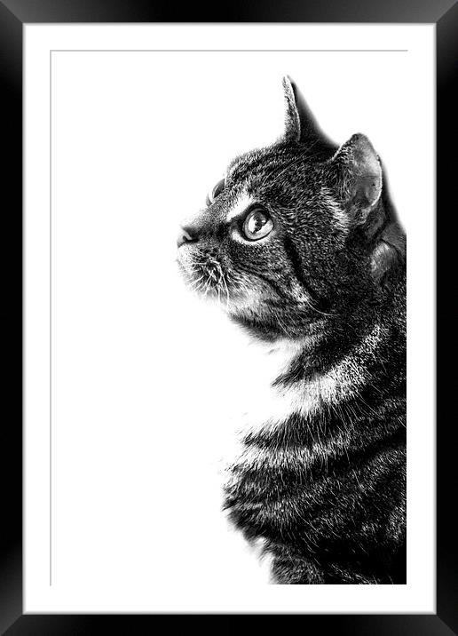 Feline Framed Mounted Print by Simon Alesbrook