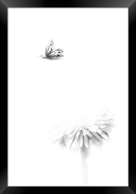 Butterfly in Flight Framed Print by Simon Alesbrook