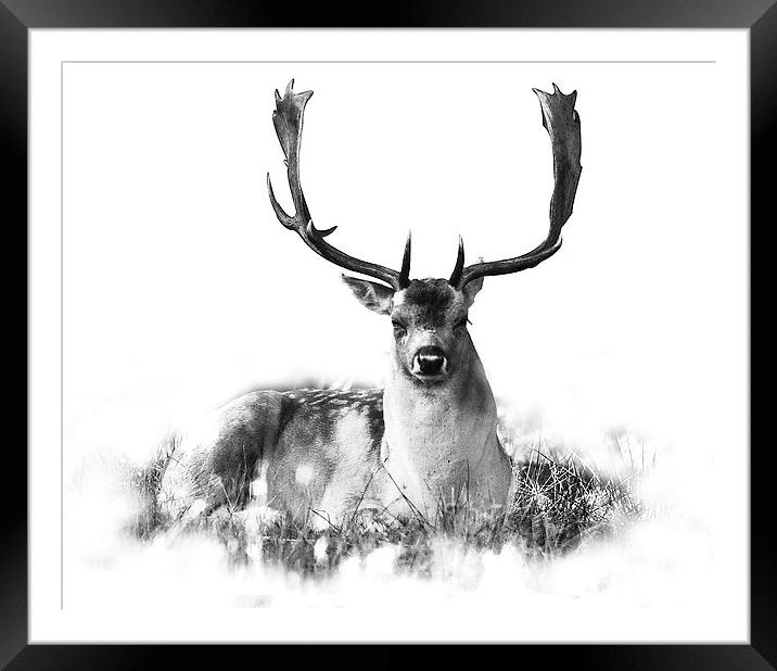 Deer relaxing Framed Mounted Print by Simon Alesbrook