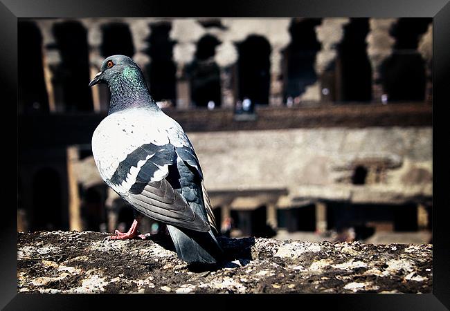 Pigeon Tourist Framed Print by Spencer Giesbrecht