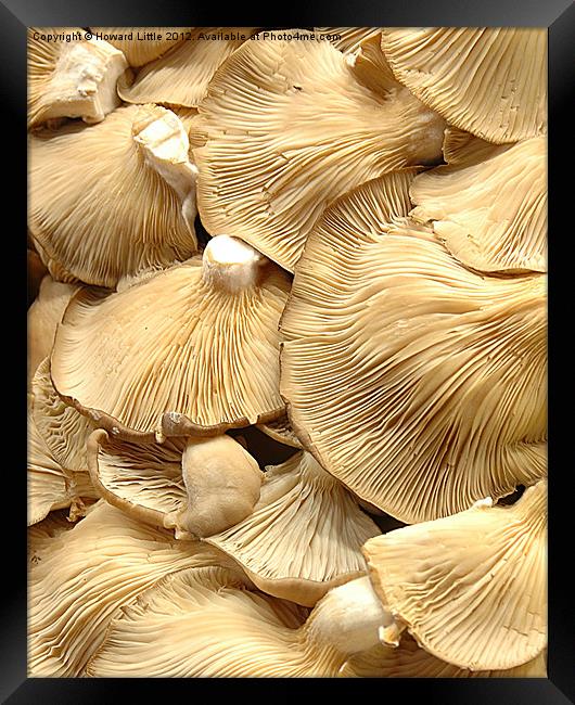 Mushrooms Framed Print by Howard Little