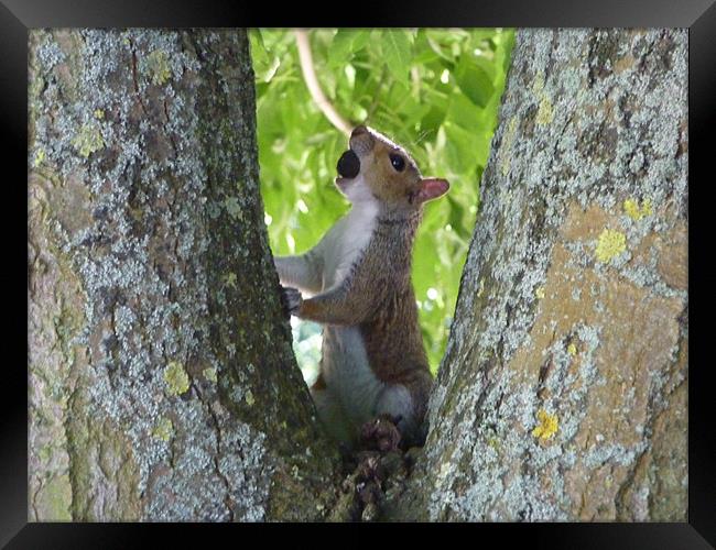 Squirrel claiming its reward Framed Print by Chuck Foster