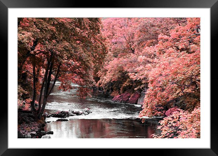 Autumn shades in the summer Framed Mounted Print by SARAH JONES