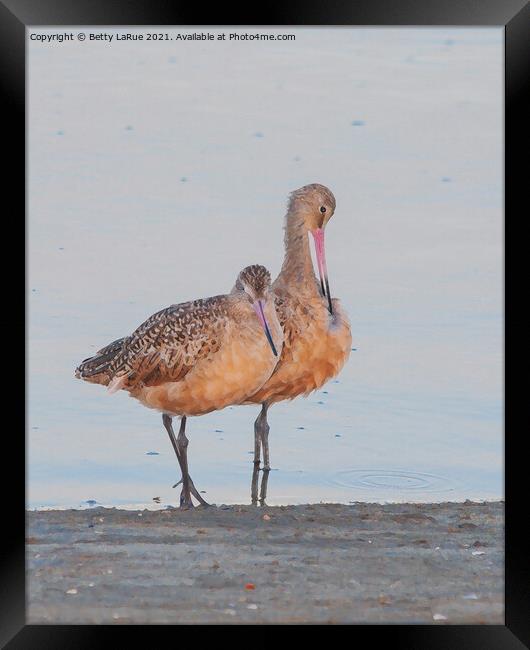 Marbled Godwits by the Sea Framed Print by Betty LaRue