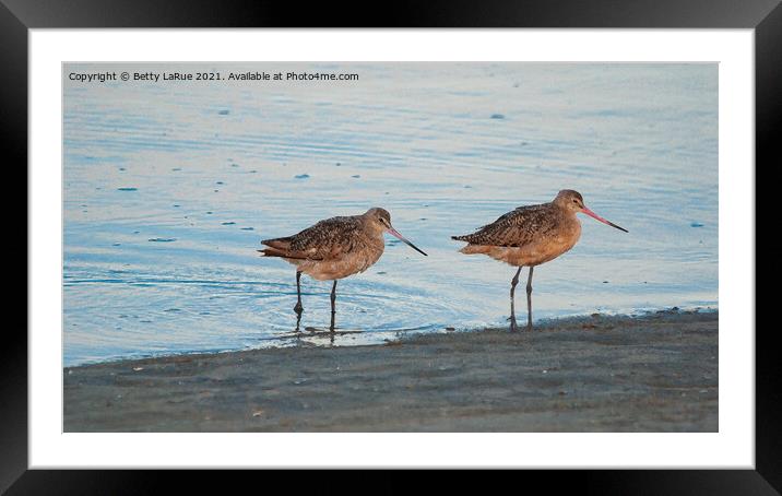 Marbled Godwit Shorebirds wading Framed Mounted Print by Betty LaRue