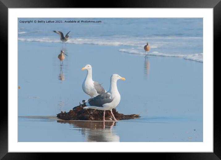 Seagulls standing on beach with kelp Framed Mounted Print by Betty LaRue