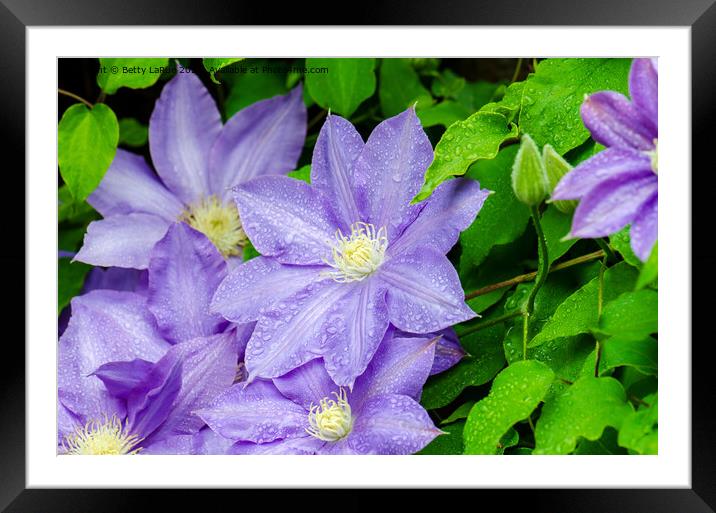 Purple Clematis in the Rain Framed Mounted Print by Betty LaRue