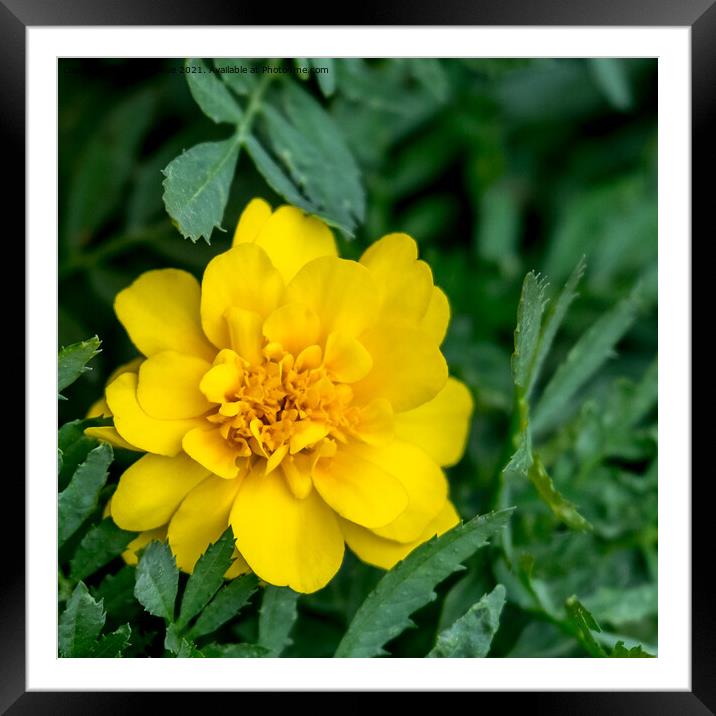 Yellow Zinnia  Framed Mounted Print by Betty LaRue