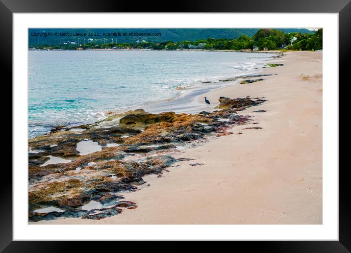 Tropical Island Beach Framed Mounted Print by Betty LaRue