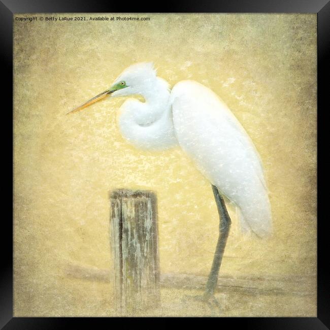 Great Egret Perched Framed Print by Betty LaRue