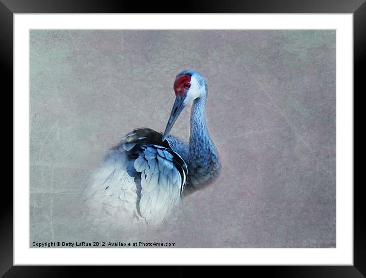 Sandhill Crane Framed Mounted Print by Betty LaRue