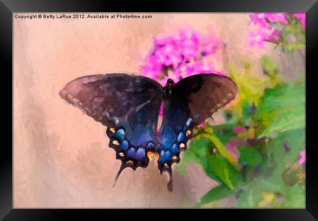 Pipevine Swallowtail Butterfly Framed Print by Betty LaRue
