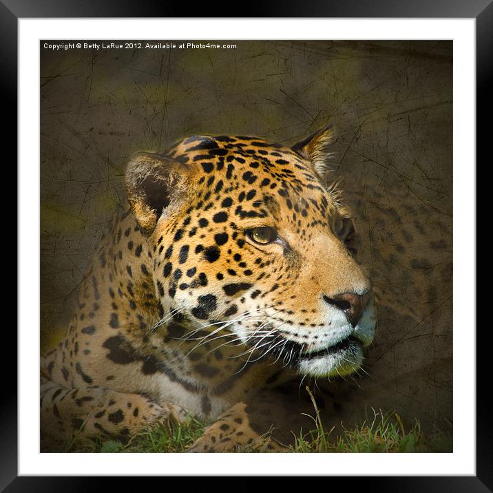 Leopard Intensity Framed Mounted Print by Betty LaRue
