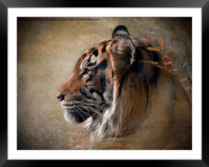 Tiger Portrait Framed Mounted Print by Betty LaRue