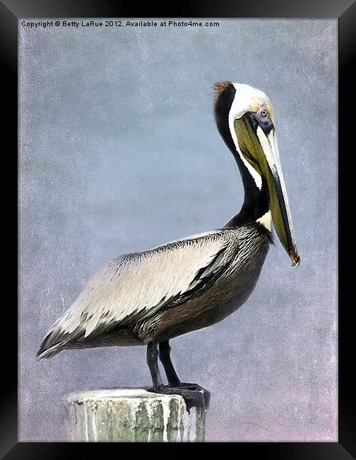 Brown Pelican Framed Print by Betty LaRue