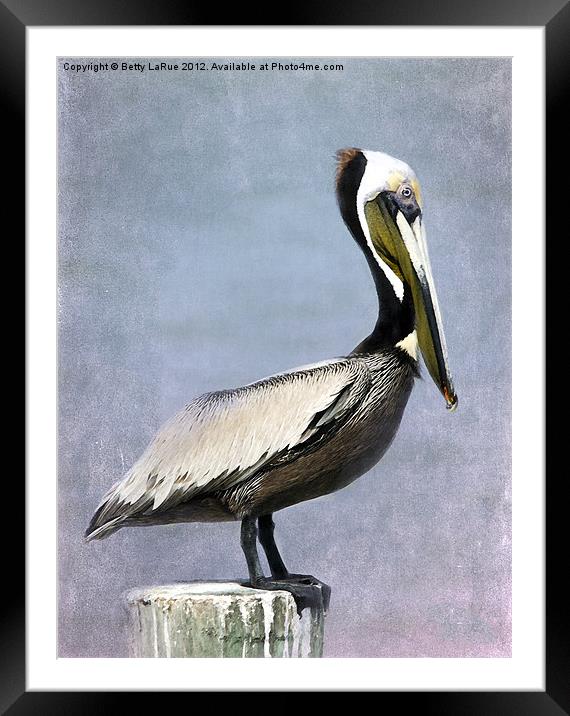 Brown Pelican Framed Mounted Print by Betty LaRue