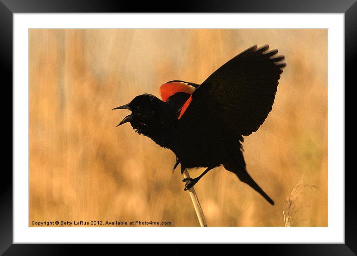 Singing in the Sunset Framed Mounted Print by Betty LaRue