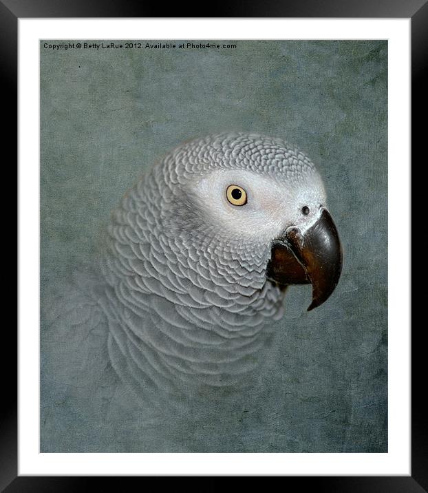 The Love of a Gray Framed Mounted Print by Betty LaRue